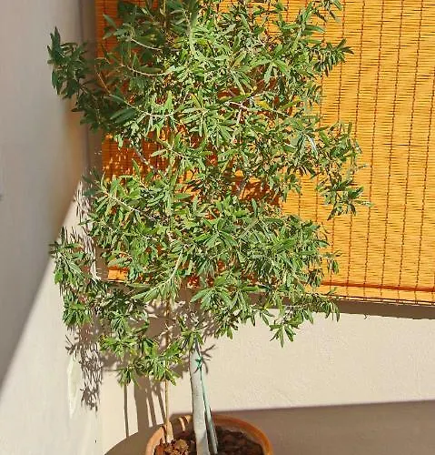 Elena 3 * Kavala