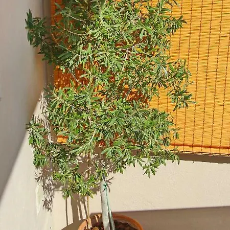 Elena 3 * Kavala